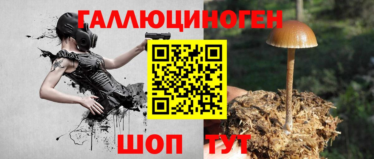 Псилоцибиновые грибы Cubensis Саянск